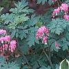 Lamprocapnos spectabilis, habit