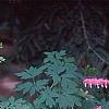 Lamprocapnos spectabilis, habit