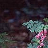 Lamprocapnos spectabilis, habit