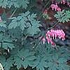 Lamprocapnos spectabilis, habit