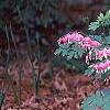Lamprocapnos spectabilis, habit