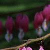 Lamprocapnos spectabilis, flowers