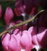 Lamprocapnos spectabilis, flowers