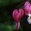 Lamprocapnos spectabilis, flowers