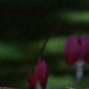 Lamprocapnos spectabilis, flowers