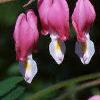 Lamprocapnos spectabilis, flowers