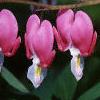 Lamprocapnos spectabilis, flowers