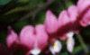 Lamprocapnos spectabilis, flowers