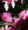 Lamprocapnos spectabilis, flowers