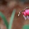 Lamprocapnos spectabilis, flowers