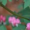Lamprocapnos spectabilis, flowers