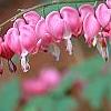 Lamprocapnos spectabilis, flowers