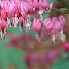 Lamprocapnos spectabilis, flowers