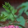 Lamprocapnos spectabilis, flowers