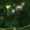 Lamprocapnos spectabilis 'Alba', flowers
