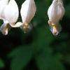 Lamprocapnos spectabilis 'Alba', flowers