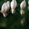Lamprocapnos spectabilis 'Alba', flowers