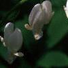 Lamprocapnos spectabilis 'Alba', flowers