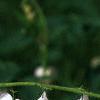 Lamprocapnos spectabilis 'Alba', flowers