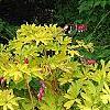 Lamprocapnos spectabilis 'Gold Heart', habit