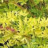 Lamprocapnos spectabilis 'Gold Heart', habit