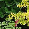 Lamprocapnos spectabilis 'Gold Heart', habit