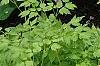 Lamprocapnos spectabilis 'Gold Heart', habit