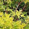Lamprocapnos spectabilis 'Gold Heart', habit