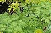 Lamprocapnos spectabilis 'Gold Heart', habit