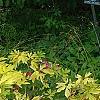 Lamprocapnos spectabilis 'Gold Heart', habit
