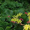 Lamprocapnos spectabilis 'Gold Heart', habit
