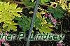 Lamprocapnos spectabilis 'Gold Heart', habit