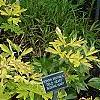 Lamprocapnos spectabilis 'Gold Heart', habit