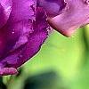 Eustoma grandiflorum 'Double Eagle Mixed', flowers