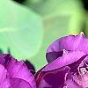 Eustoma grandiflorum 'Double Eagle Mixed', flowers