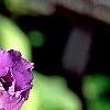 Eustoma grandiflorum 'Double Eagle Mixed', flowers