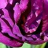 Eustoma grandiflorum 'Double Eagle Mixed', flowers