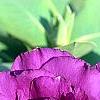 Eustoma grandiflorum 'Double Eagle Mixed', flowers