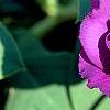 Eustoma grandiflorum 'Double Eagle Mixed', flowers
