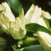 Gentiana alba, flowers