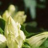 Gentiana alba, flowers