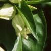Gentiana alba, flowers