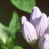 Gentiana andrewsii, flowers