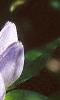 Gentiana andrewsii, flowers