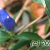 Gentiana andrewsii, flowers