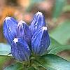 Gentiana andrewsii, flowers