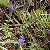 Gentianopsis crinita, habit