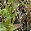 Gentianopsis crinita, habit