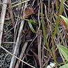 Gentianopsis crinita, habit