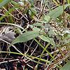 Gentianopsis crinita, habit